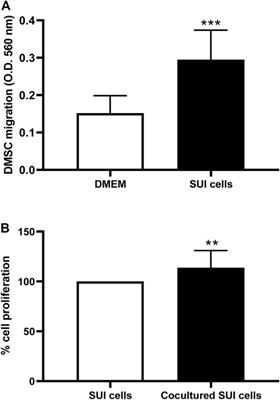 Perinatal mesenchymal stromal cells of the human decidua restore continence in rats with stress urinary incontinence induced by simulated birth trauma and regulate senescence of fibroblasts from women with stress urinary incontinence
